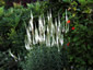 Veronicastrum virginicum 'Album' - small image 1