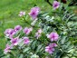 Vinca rosea - small image 1
