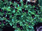 Viola 'Bowle's Black' - small image 1