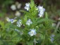 Viola elatior - small image 1