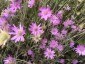 Xeranthemum annuum - small image 1