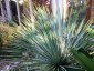 Yucca rostrata - small image 1