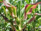 Zea japonica Variegata - small image 1