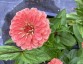 Zinnia elegans 'Benary's Giant Salmon Rose' AGM - small image 1