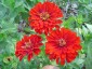 Zinnia elegans 'Benary's Giant Scarlet' - small image 1
