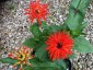 Zinnia elegans 'Inca' - small image 1