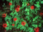 Zinnia peruviana 'Red Spider' - small image 1