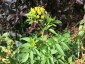 Zizia aurea - small image 1