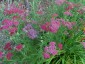 Achillea millefolium 'Cassis' - small image 2