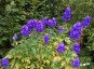 Aconitum carmichaelii 'Arendsii' - small image 2