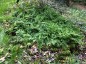 Adiantum venustum - small image 2