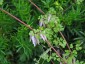 Adlumia fungosa - small image 2