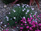 Aethionema grandiflorum - small image 2