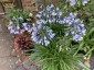 Agapanthus 'Twister' - small image 2