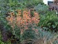 Agastache aurantiacus 'Apricot Sprite' - small image 2