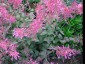 Agastache 'Bolero' - small image 2