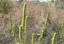Agastache nepetoides - small image 2