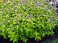 Agastache rugosa 'Golden Jubilee' - small image 2