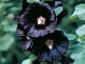 Alcea rosea 'Nigra' - small image 2