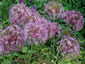 Allium cristophii AGM - small image 2