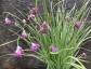 Allium cyathophorum AGM - small image 2