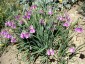 Allium insubricum AGM - small image 2