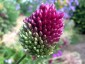 Allium sphaerocephalon - small image 2