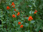 Alonsoa incisifolia - small image 2