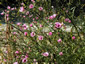 Althaea cannabina - small image 2