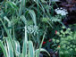 Ammi majus - small image 2