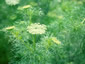Ammi visnaga - small image 2