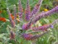 Amorpha canescens - small image 2