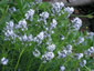 Amsonia hubrichtii - small image 2