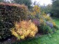 Amsonia illustris - small image 2