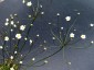 Androsace septentrionalis - small image 2