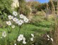 Anemone 'Andrea Atkinson' - small image 2