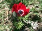 Anemone coronaria mixed colours - small image 2