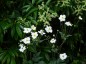 Anemone 'Honorine Jobert' - small image 2