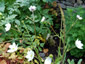 Anemone leveillii - small image 2