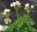 Anemone narcissiflora - small image 2