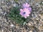 Anemone pavonina mixed from Cedric Morris - small image 2