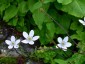 Anemone rivularis - small image 2