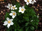 Anemone sylvestris - small image 2