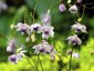 Anemonopsis macrophylla - small image 2