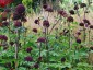Angelica gigas - small image 2