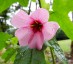 Anisodontea julii - small image 2