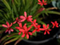 Anomatheca laxa - small image 2
