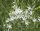 Anthericum liliago - small image 2