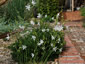 Anthericum ramosum - small image 2