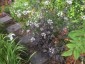 Anthriscus sylvestris 'Dial Park' - small image 2